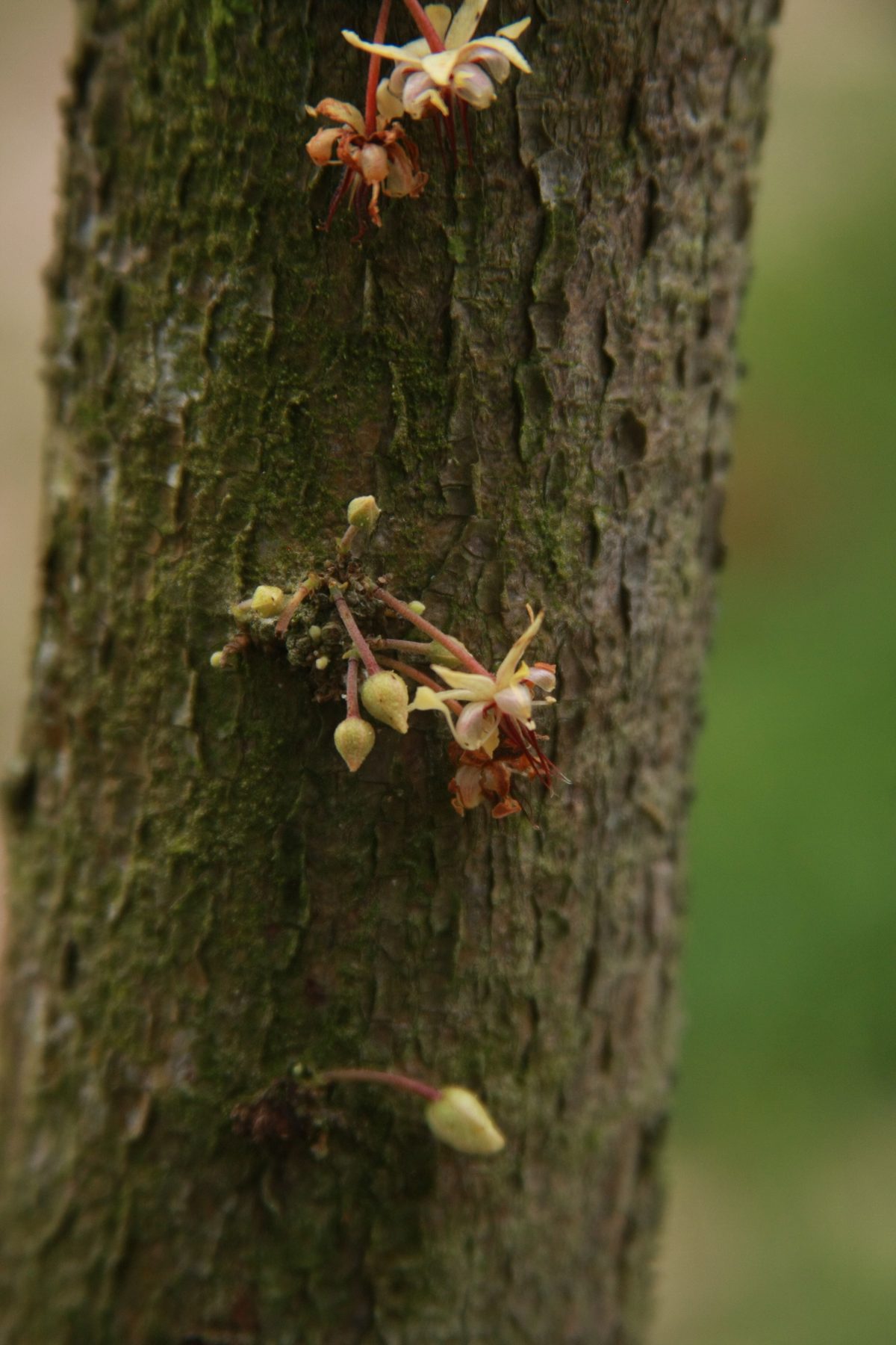 Flor de cacao