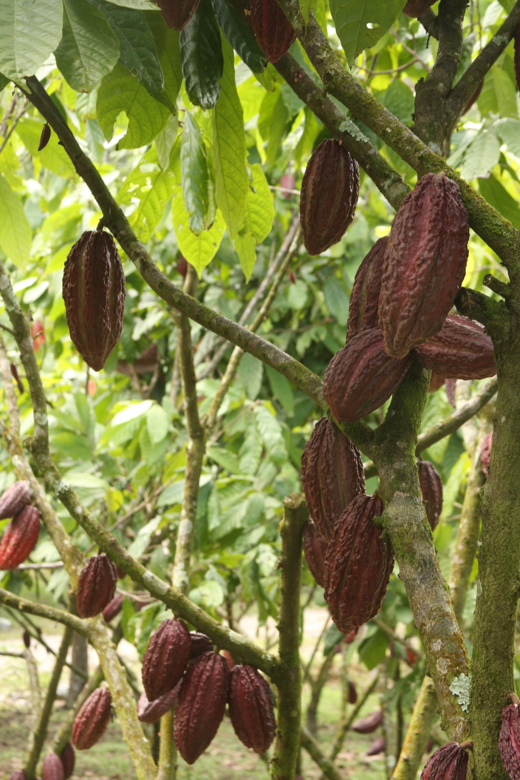 Lotes de Cultivo