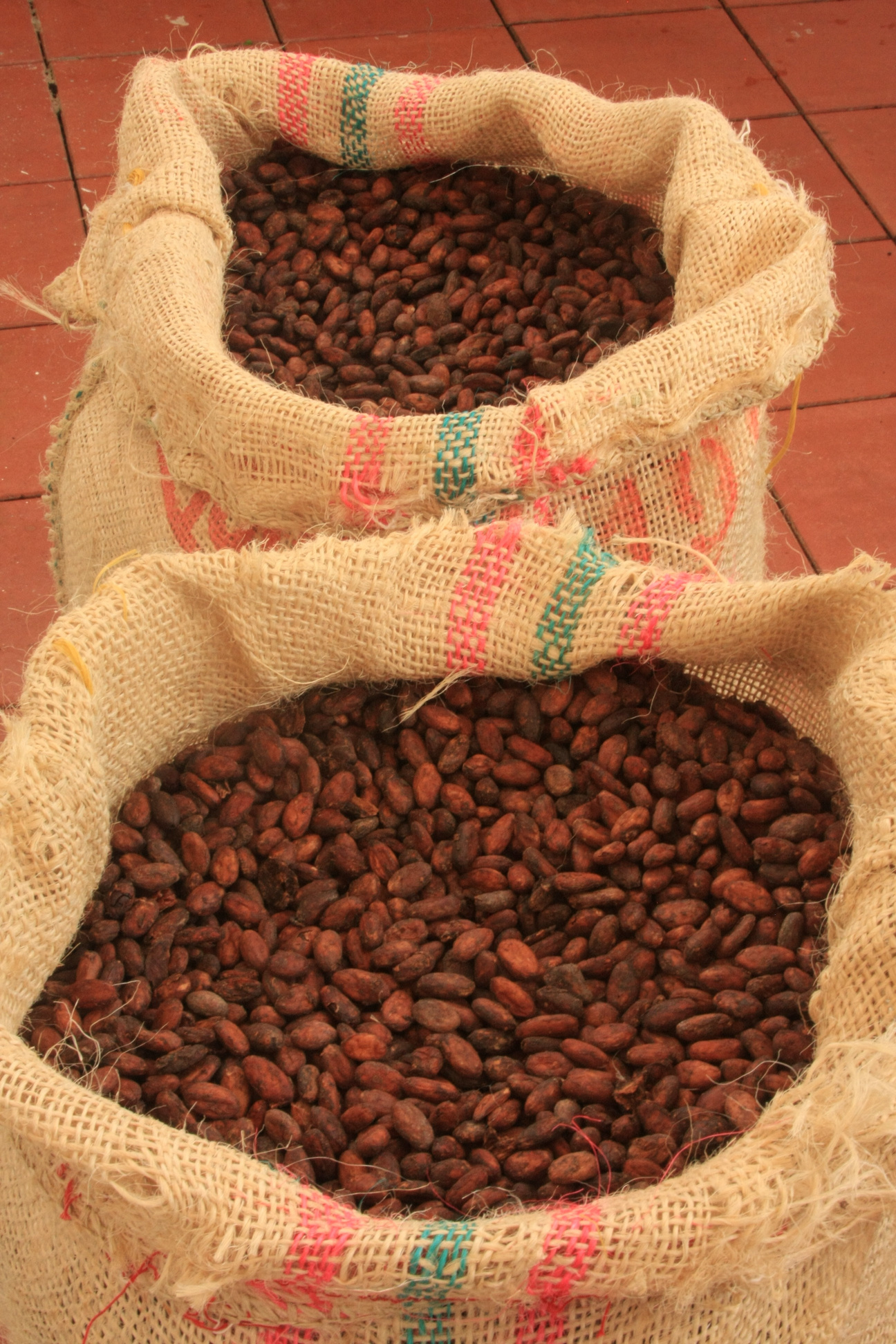 Primeras ventas de cacao en sacos